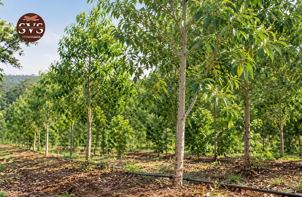 Healthy White Sandalwood Trees Growing In Rows With Drip Irrigation System In a Plantation