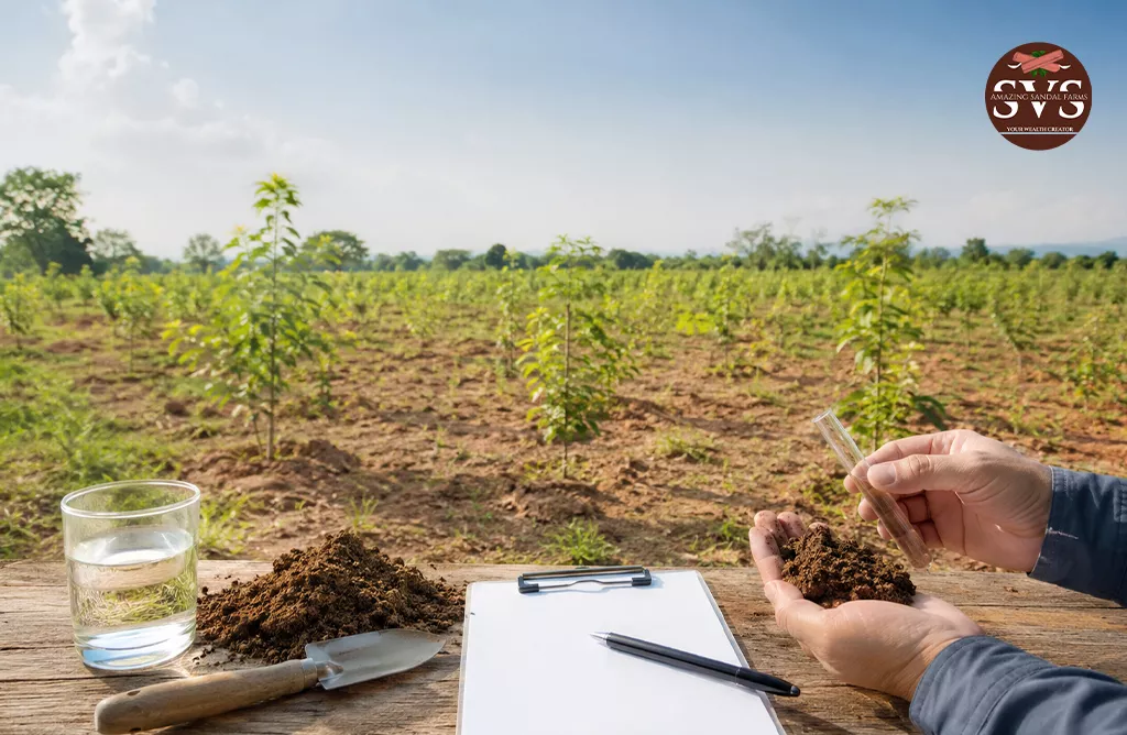 White Sandalwood Plantation And Sustainable Farming