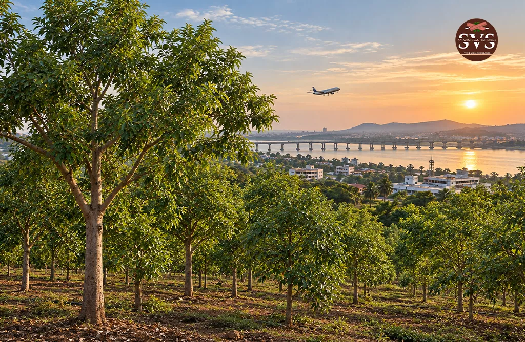 White Sandalwood Plantation With Healthy Trees Overlooking a Scenic Landscape
